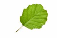 Aulne - feuille (Alnus glutinosa)